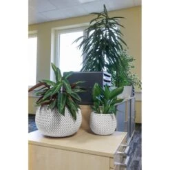 Prosperplast Übertopf Splofy Bowl Weiß, Ø 37 X H 21 Cm, Rund, Kunststoff -Wohnmöbel Gemischtwaren Geschäft 0fcec3022fcac0405880a1a8d84ab221fbca3087 uebertopf prosperplast splofy bowl weiss