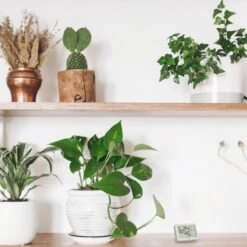 TFA Thermo-Hygrometer 30.5055.02, Innen, Digital, Weiß -Wohnmöbel Gemischtwaren Geschäft 46bcef221250c3b0ffba0ab066a030d9032bbcdf thermo hygrometer tfa 30.5055.02 innen