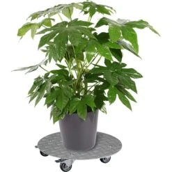 Wagner-System Pflanzenroller 20700201, Rund, Aluminium, 150kg, Silber, Ø 38cm -Wohnmöbel Gemischtwaren Geschäft 71a5ee5053d55b817fdd944b2223e82d620e86e3 pflanzenroller wagner system 20700201 rund